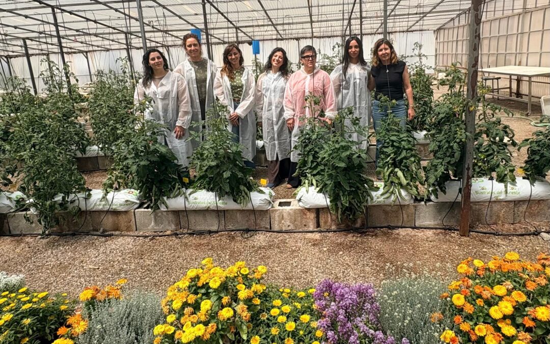 Un proyecto del CEBAS-CSIC permitirá recuperar variedades tradicionales de tomate frente al cambio climático