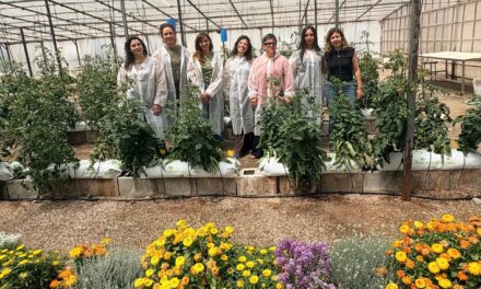Un proyecto del CEBAS-CSIC permitirá recuperar variedades tradicionales de tomate frente al cambio climático