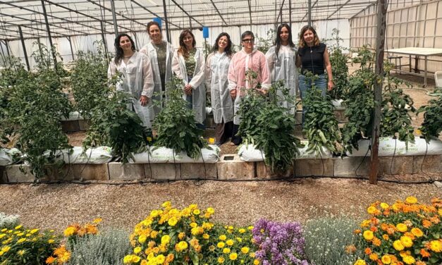 Un proyecto del CEBAS-CSIC permitirá recuperar variedades tradicionales de tomate frente al cambio climático