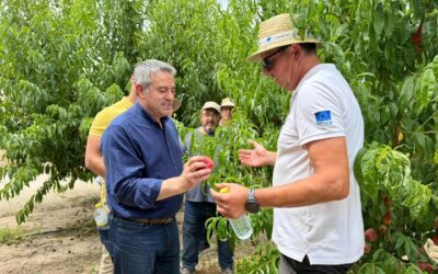 El Imida desarrolla dos nuevas variedades de melocotón para impulsar la competitividad del sector frutícola