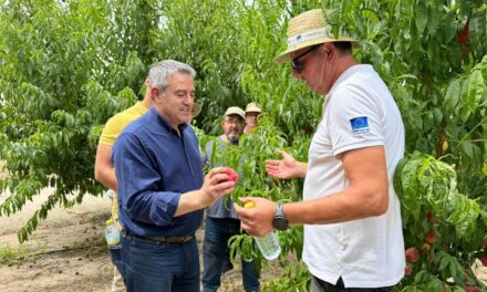 El Imida desarrolla dos nuevas variedades de melocotón para impulsar la competitividad del sector frutícola