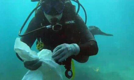 Por toda la costa regional, más de 500 voluntarios participaron ayer en la V Macro Limpieza de Fondos Marinos de la Región de Murcia