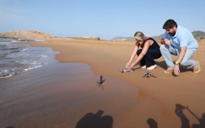 Casi 300 tortugas bobas han sido liberadas en la costa de la Región de Murcia desde 2010
