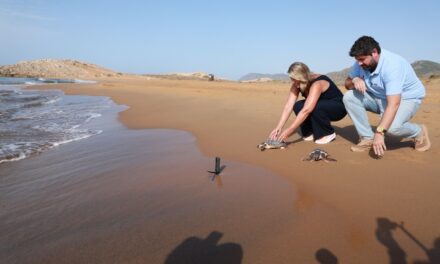 Casi 300 tortugas bobas han sido liberadas en la costa de la Región de Murcia desde 2010