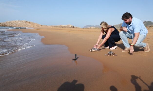 Casi 300 tortugas bobas han sido liberadas en la costa de la Región de Murcia desde 2010