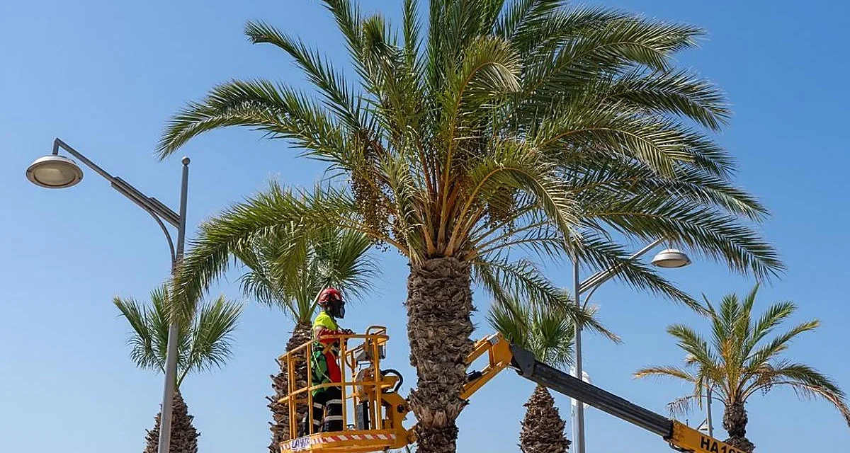 50 nuevas palmeras para reforzar el paisaje de La Azohía e Isla Plana