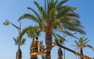 50 nuevas palmeras para reforzar el paisaje de La Azohía e Isla Plana