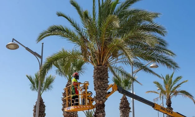 50 nuevas palmeras para reforzar el paisaje de La Azohía e Isla Plana