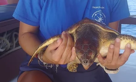 Rescatan a una tortuga boba herida en el golfo de Mazarrón