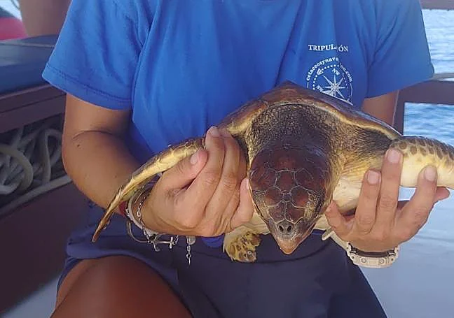 Rescatan a una tortuga boba herida en el golfo de Mazarrón