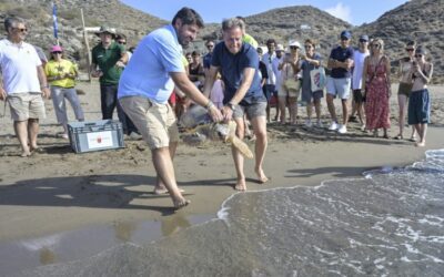 Devuelven al mar dos Tortugas bobas, de 28 y 1,8 kilos de peso, tras pasar por el Centro de Recuperación de Fauna Silvestre El Valle, localizadas heridas en la playa de Bolnuevo y en las aguas de la bahía de Mazarrón