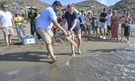 Devuelven al mar dos Tortugas bobas, de 28 y 1,8 kilos de peso, tras pasar por el Centro de Recuperación de Fauna Silvestre El Valle, localizadas heridas en la playa de Bolnuevo y en las aguas de la bahía de Mazarrón