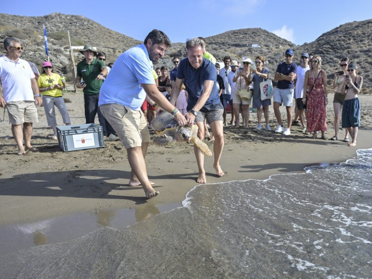Devuelven al mar dos Tortugas bobas, de 28 y 1,8 kilos de peso, tras pasar por el Centro de Recuperación de Fauna Silvestre El Valle, localizadas heridas en la playa de Bolnuevo y en las aguas de la bahía de Mazarrón