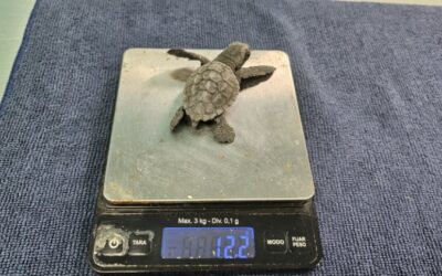 Concluye el proceso de eclosión de los dos nidos de tortuga boba registrados este verano en la Región con 136 ejemplares