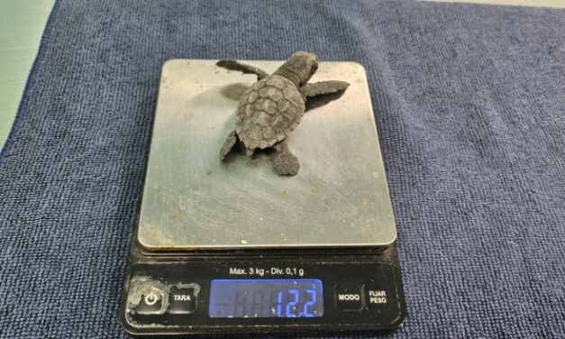 Concluye el proceso de eclosión de los dos nidos de tortuga boba registrados este verano en la Región con 136 ejemplares