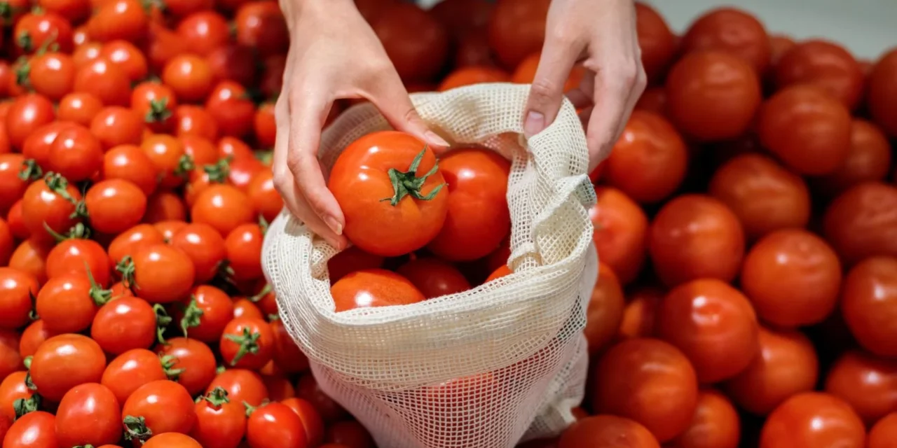 El tomate marroquí destruye 24.000 empleos en España en cinco años y arrasa con 4.000 hectáreas de cultivo