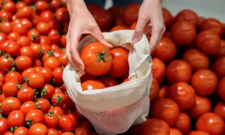 El tomate marroquí destruye 24.000 empleos en España en cinco años y arrasa con 4.000 hectáreas de cultivo