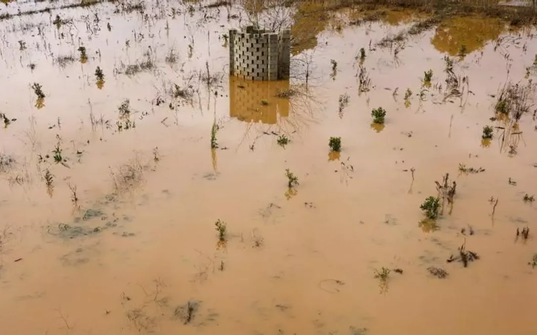 El agua que durante años escaseó en los campos murcianos vuelve a ganar terreno. Las últimas lluvias han supuesto un alivio para buena parte de la agricultura regional, especialmente para los cultivos de secano