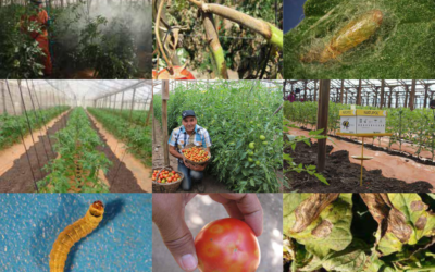 La huerta murciana dispara sus exportaciones y Mazarrón aporta su peso agrícola al crecimiento
