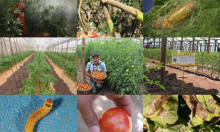La huerta murciana dispara sus exportaciones y Mazarrón aporta su peso agrícola al crecimiento