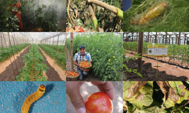 La huerta murciana dispara sus exportaciones y Mazarrón aporta su peso agrícola al crecimiento